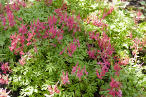 Corydalis solida GP Baker       